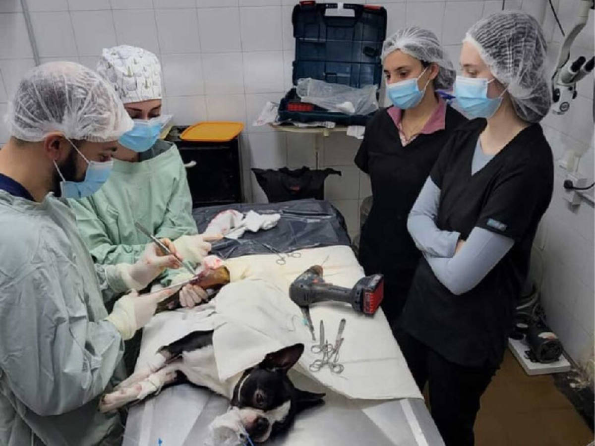 volunteer at a veterinary clinic.