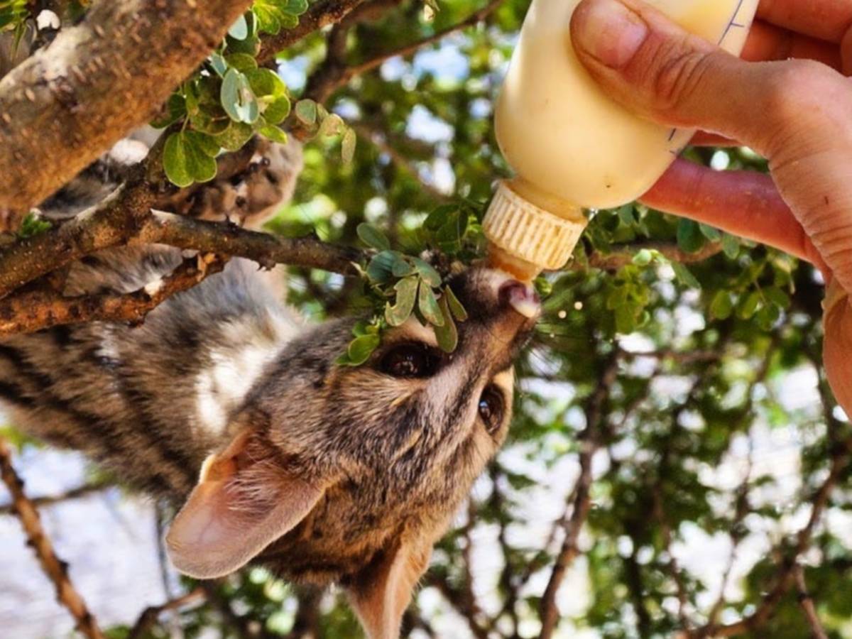 Volunteer feeding an animal