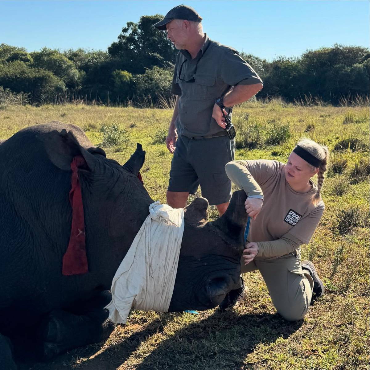 Volunteer helping to record measurements before a rhino horn trimming procedure for anti-poaching purposes