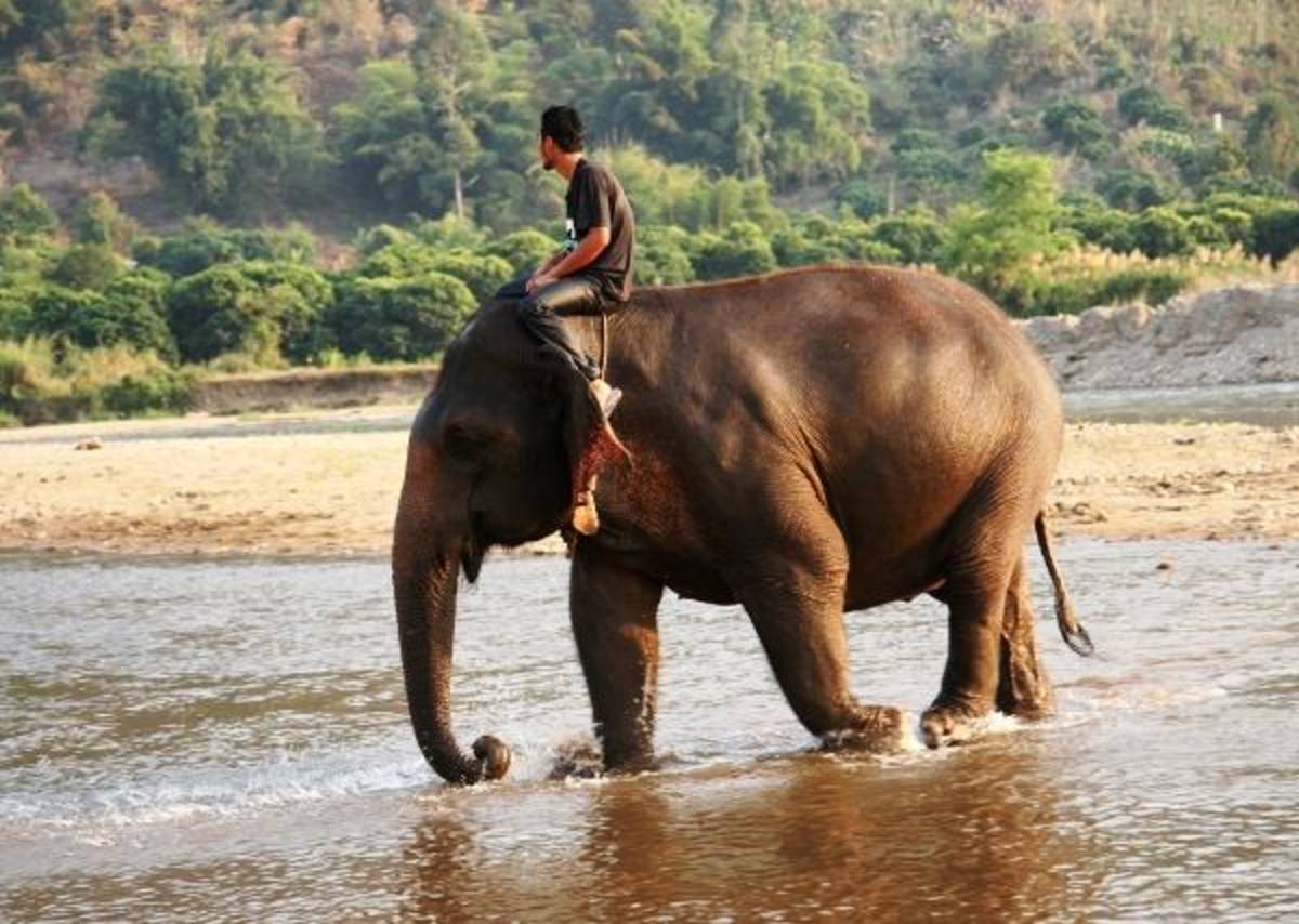 Volunteer in Thailand