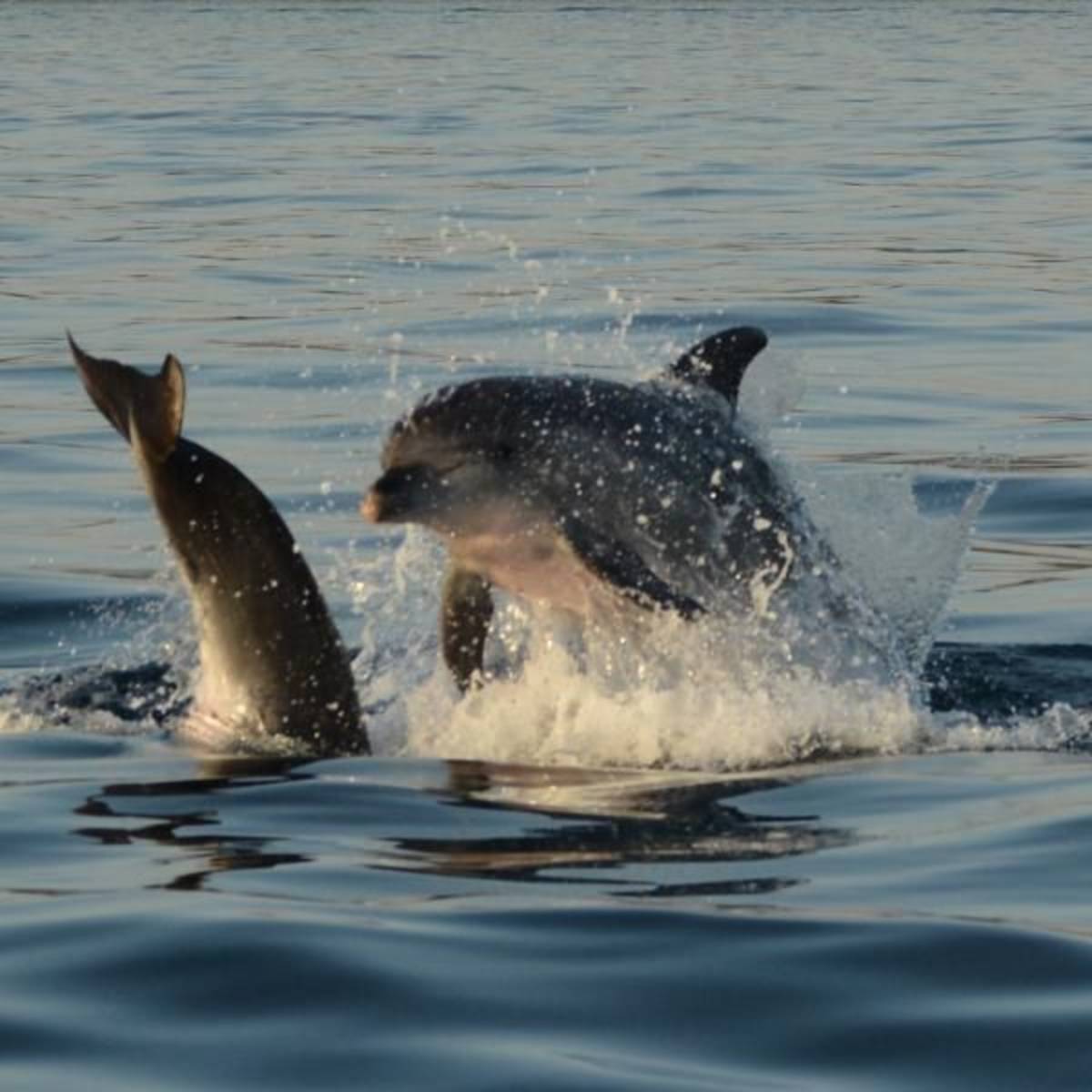 GoEco Croatia - Bottlenose Dolphin Conservation