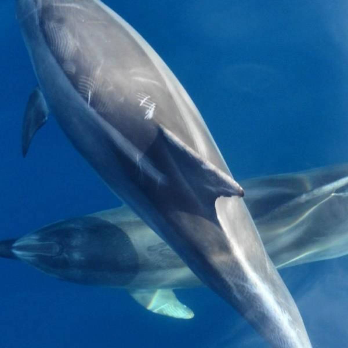 GoEco Croatia - Bottlenose Dolphin Conservation