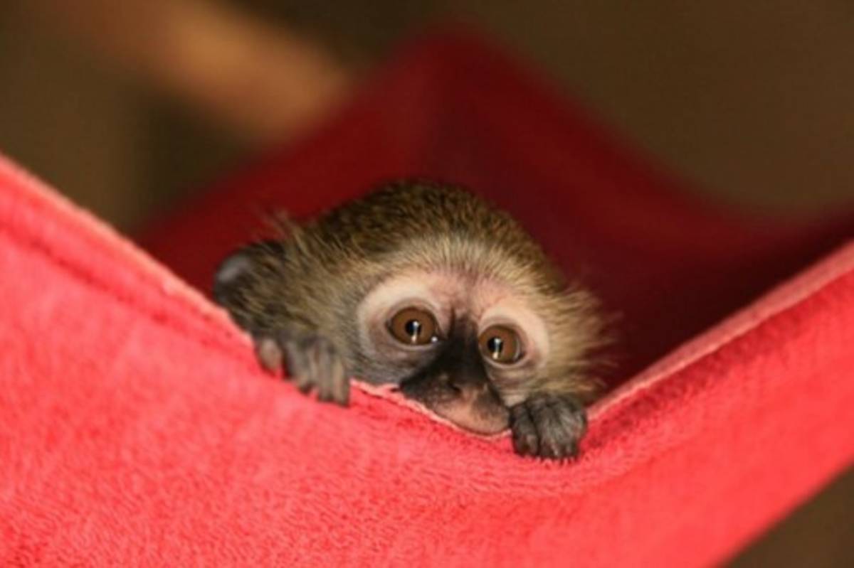 Wildlife Rescue Center