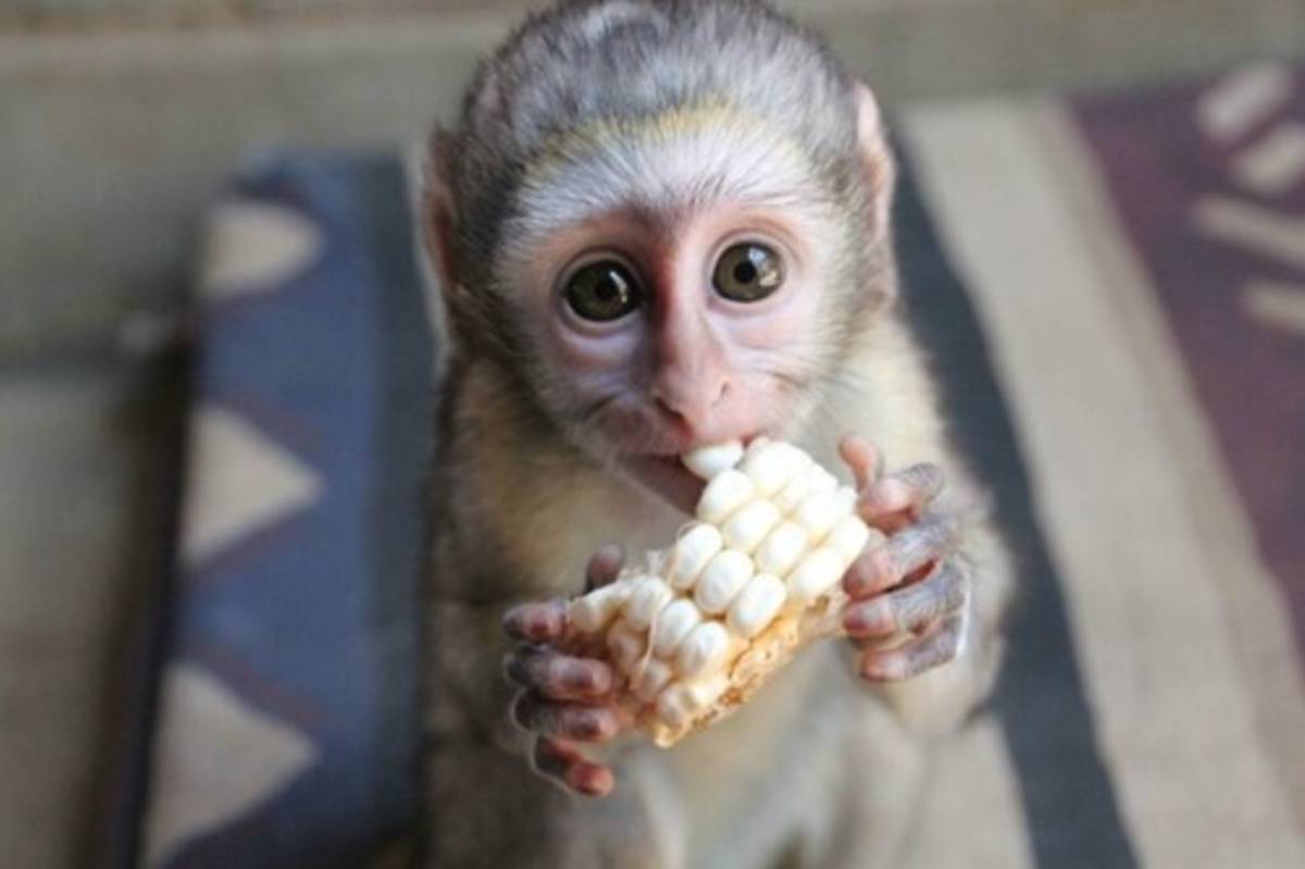 Wildlife Rescue Center