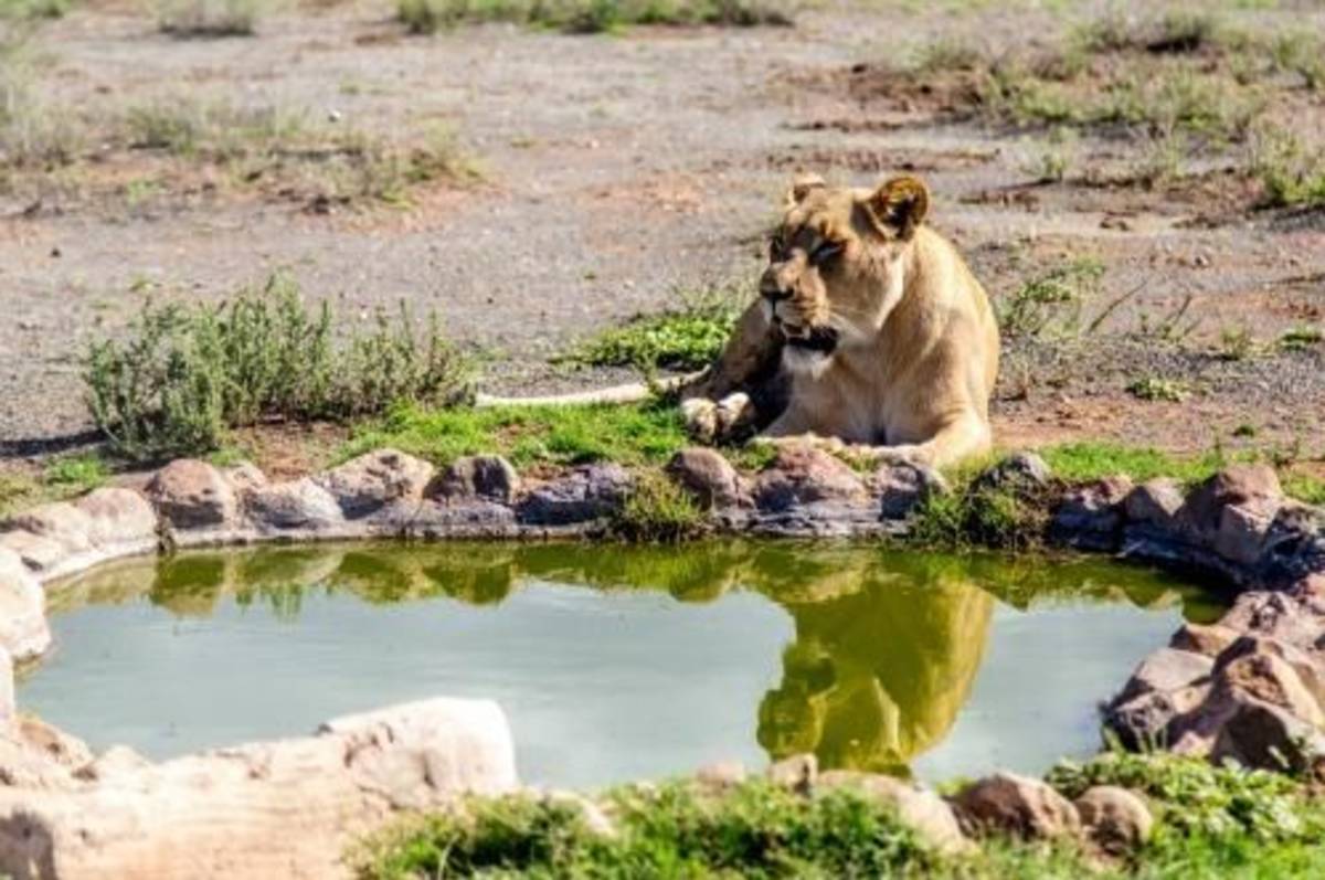 GoEco South Africa - Wild Cat Sanctuary