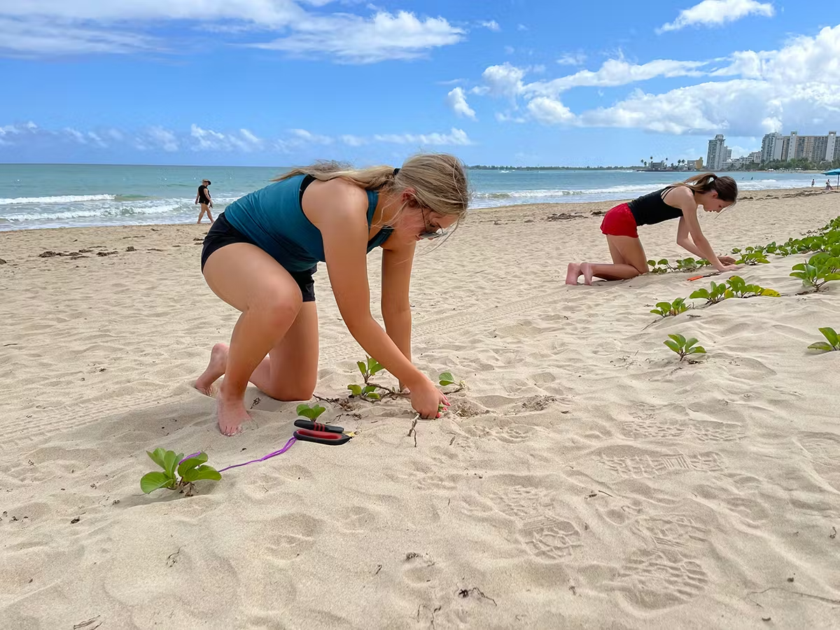 Volunteer planting native seedlings on a sandy beach.