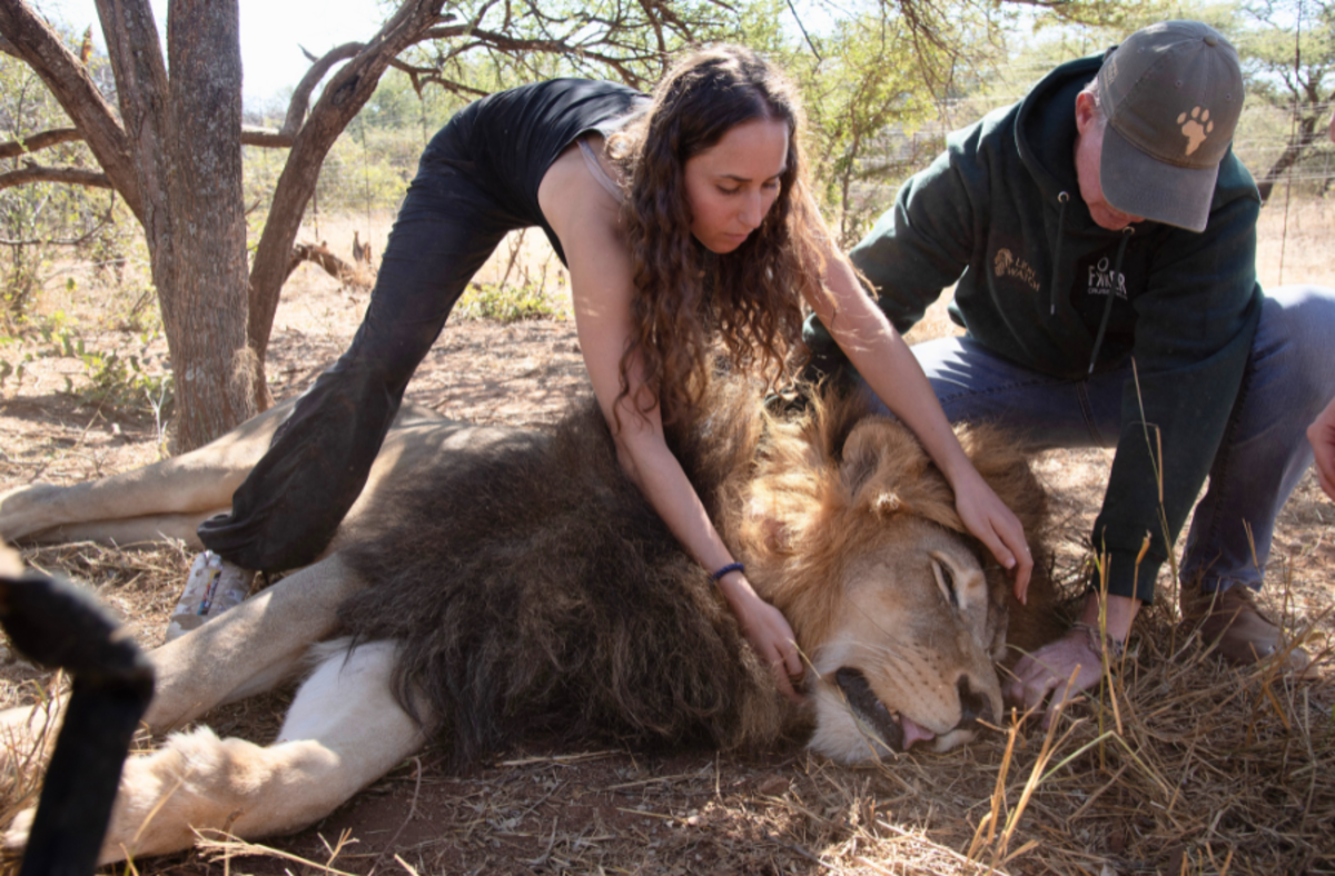 Volunteer positioning sedated lion alongside qualified local vet