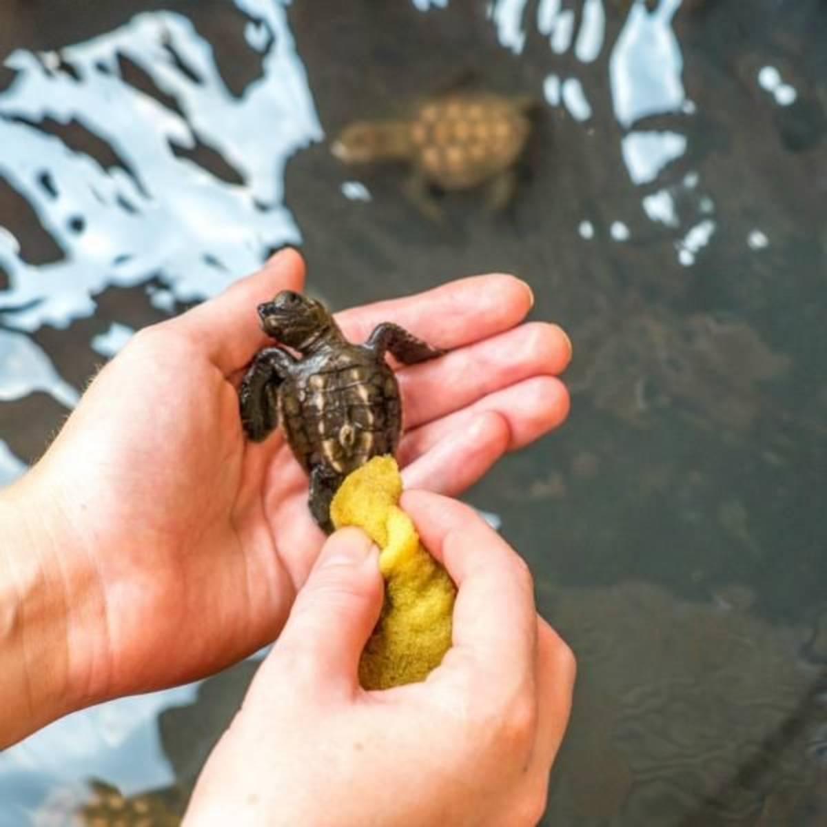 Volunteer in Sea Turtle Conservation