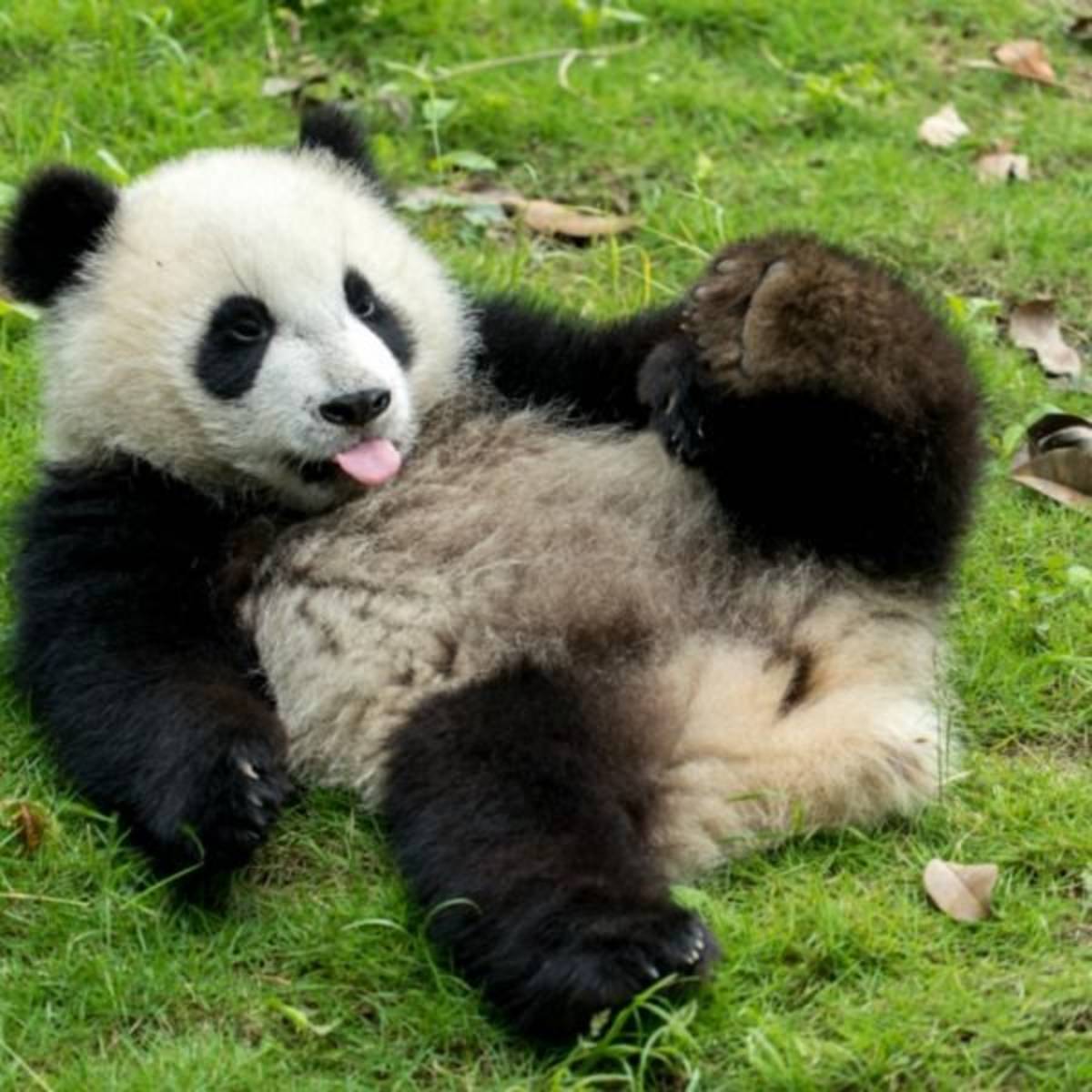 Volunteer in Panda Conservation