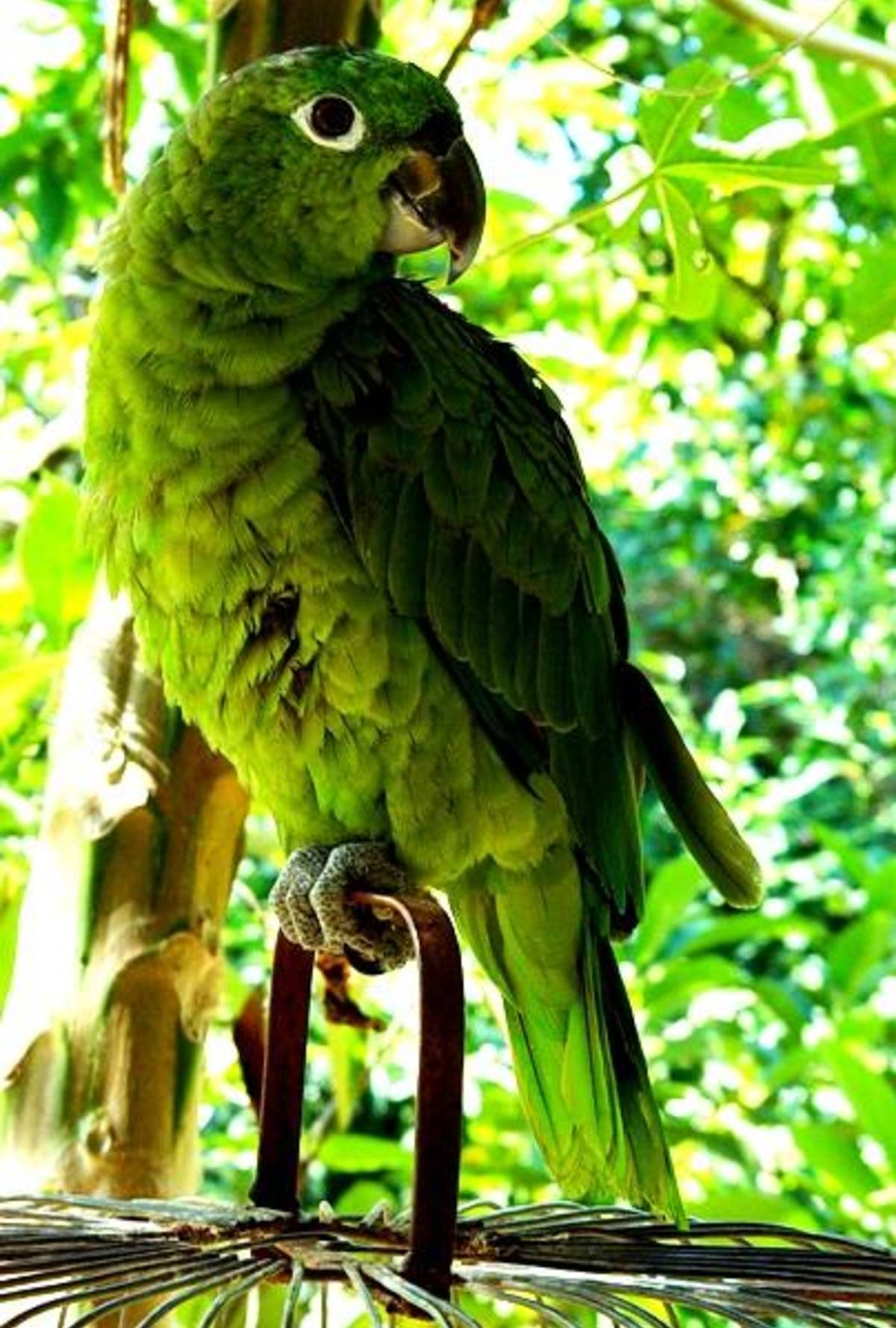Volunteer in Costa Rica 