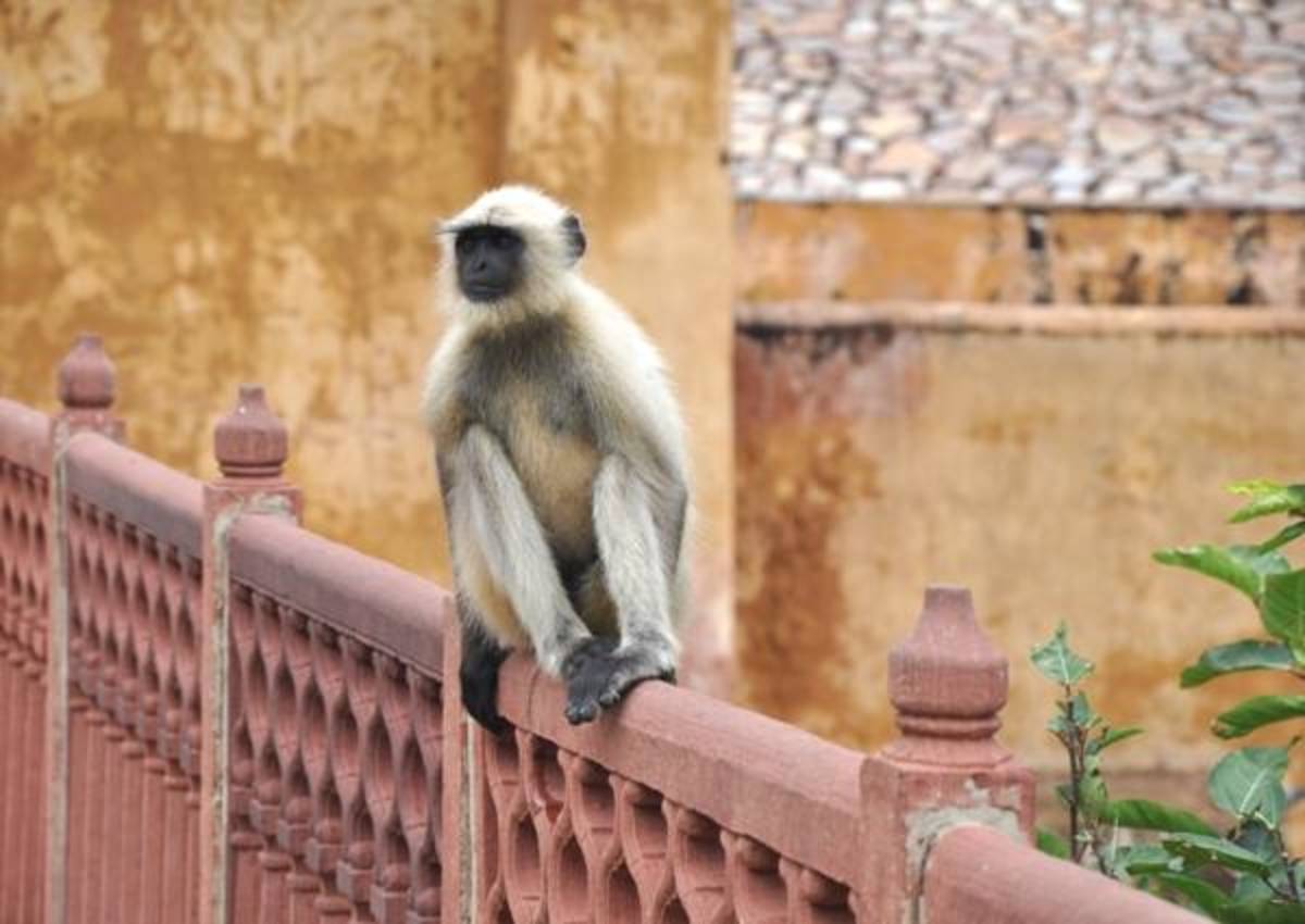 Volunteer in India