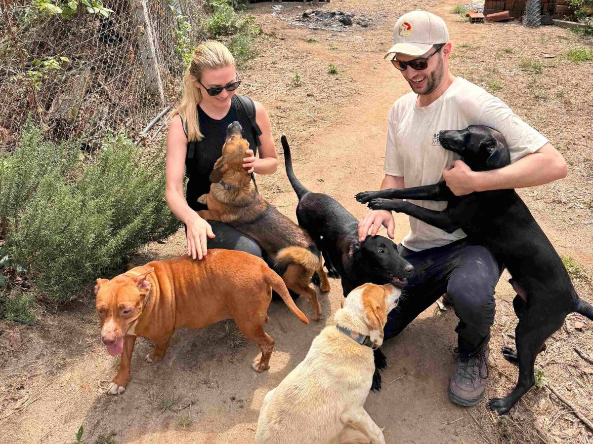 Volunteering with Dogs in Bucaramanga Colombia