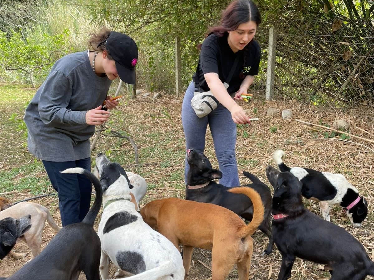 Volunteering with Dogs in Bucaramanga Colombia