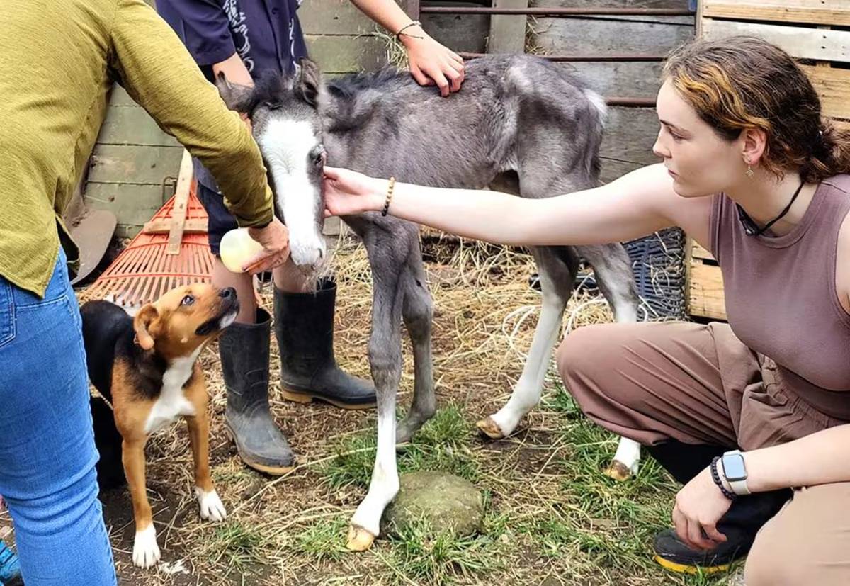 Volunteers caring for animals in Costa Rica