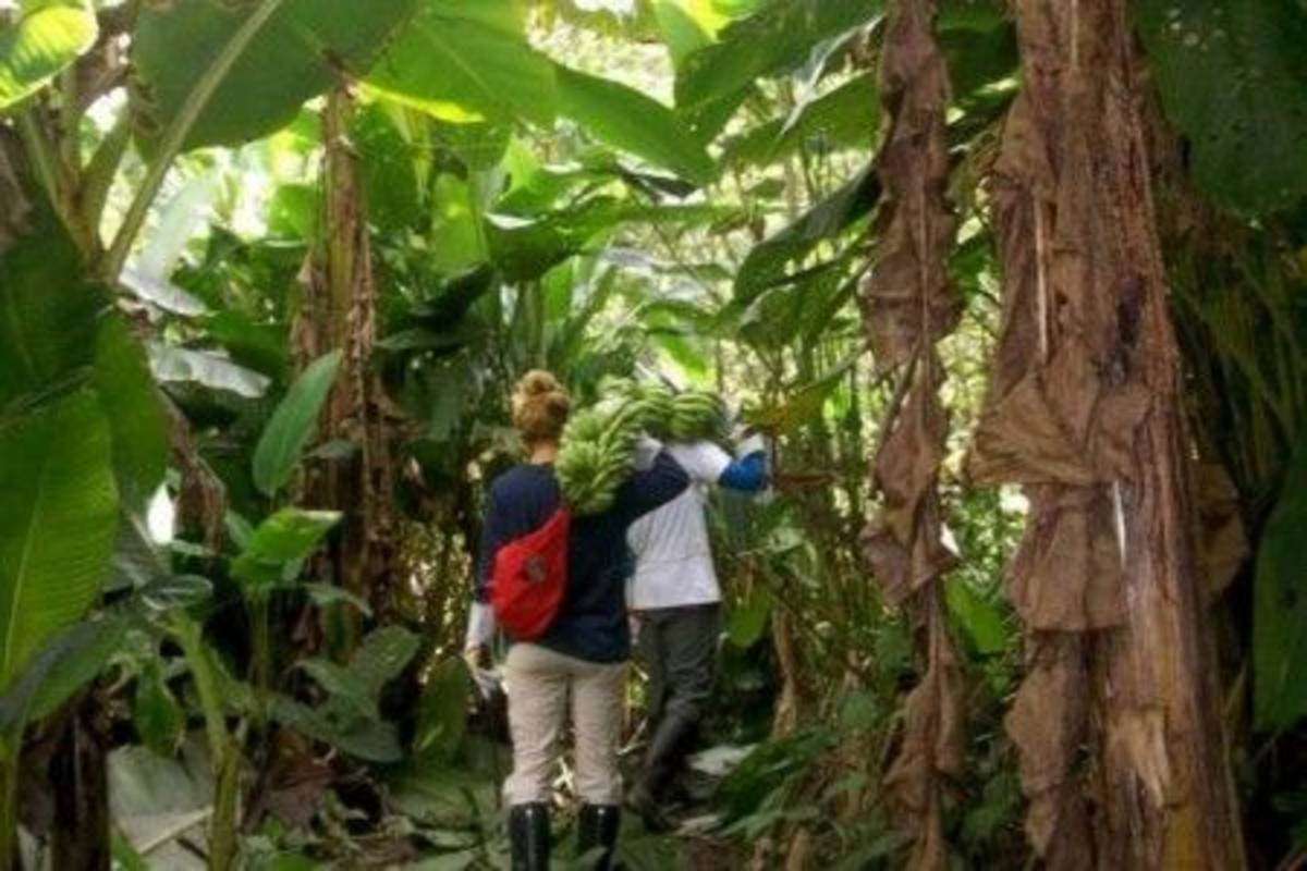 volunteer carrying bananas