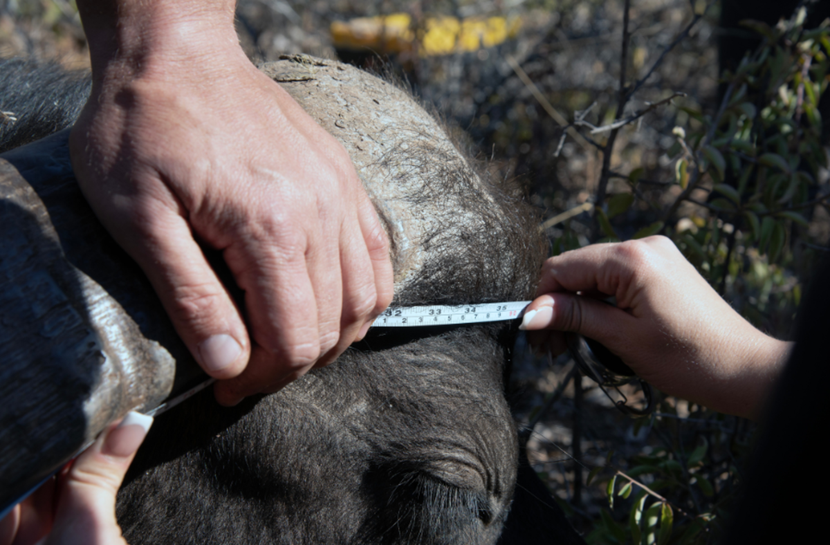 Volunteers measuring the length of the horns on a sedated buffalo
