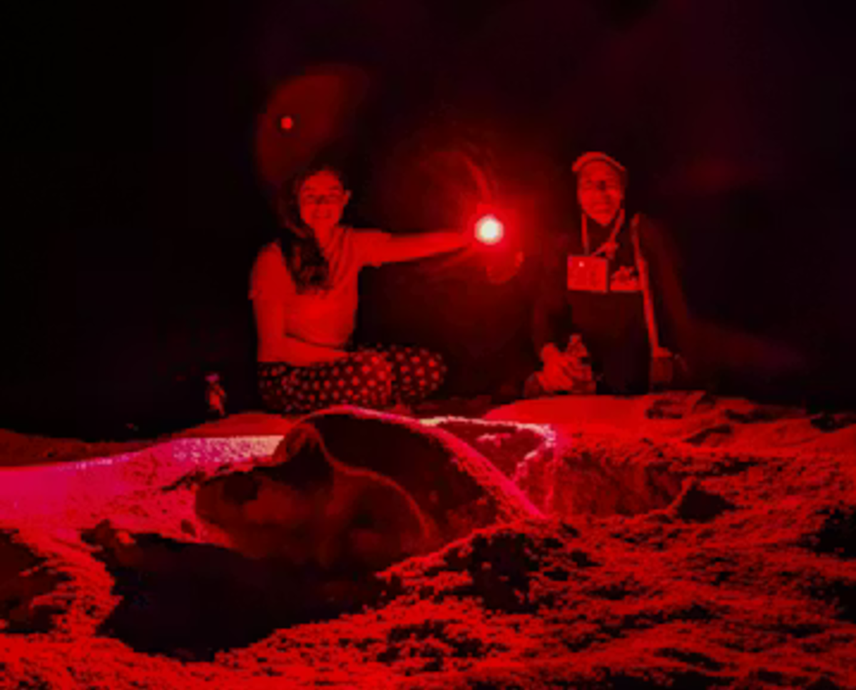 Volunteers Observing Turtles at Night