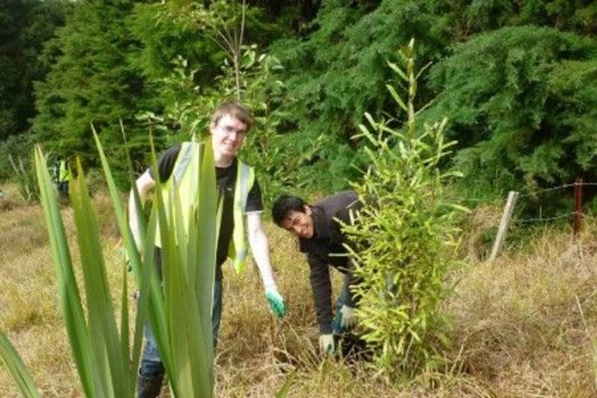 Volunteers planting Auckland Environmental Conservation North Island in New Zealand