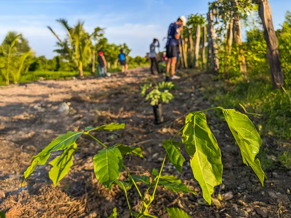 Volunteers Planting Trees in Mexico