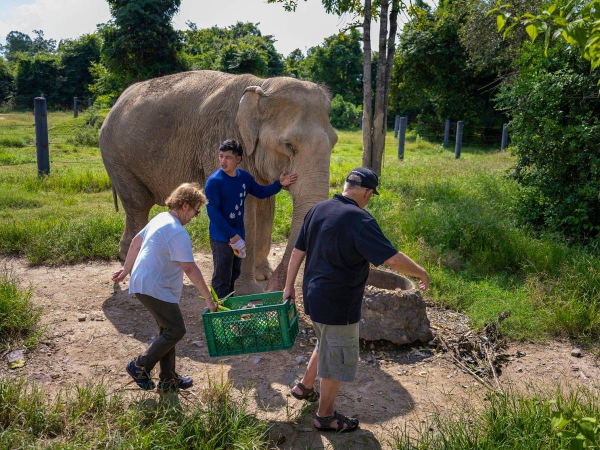 Volunteers with an elephant