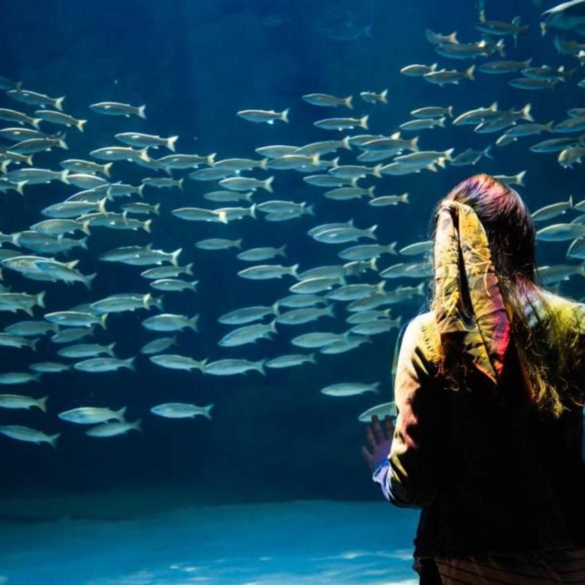 Aquarium Internship