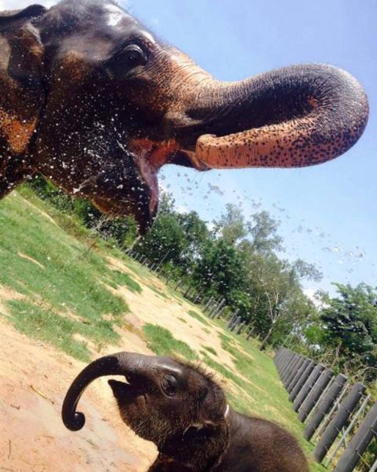 Volunteer with Elephants in Thailand | Oyster Worldwide — photo 2
