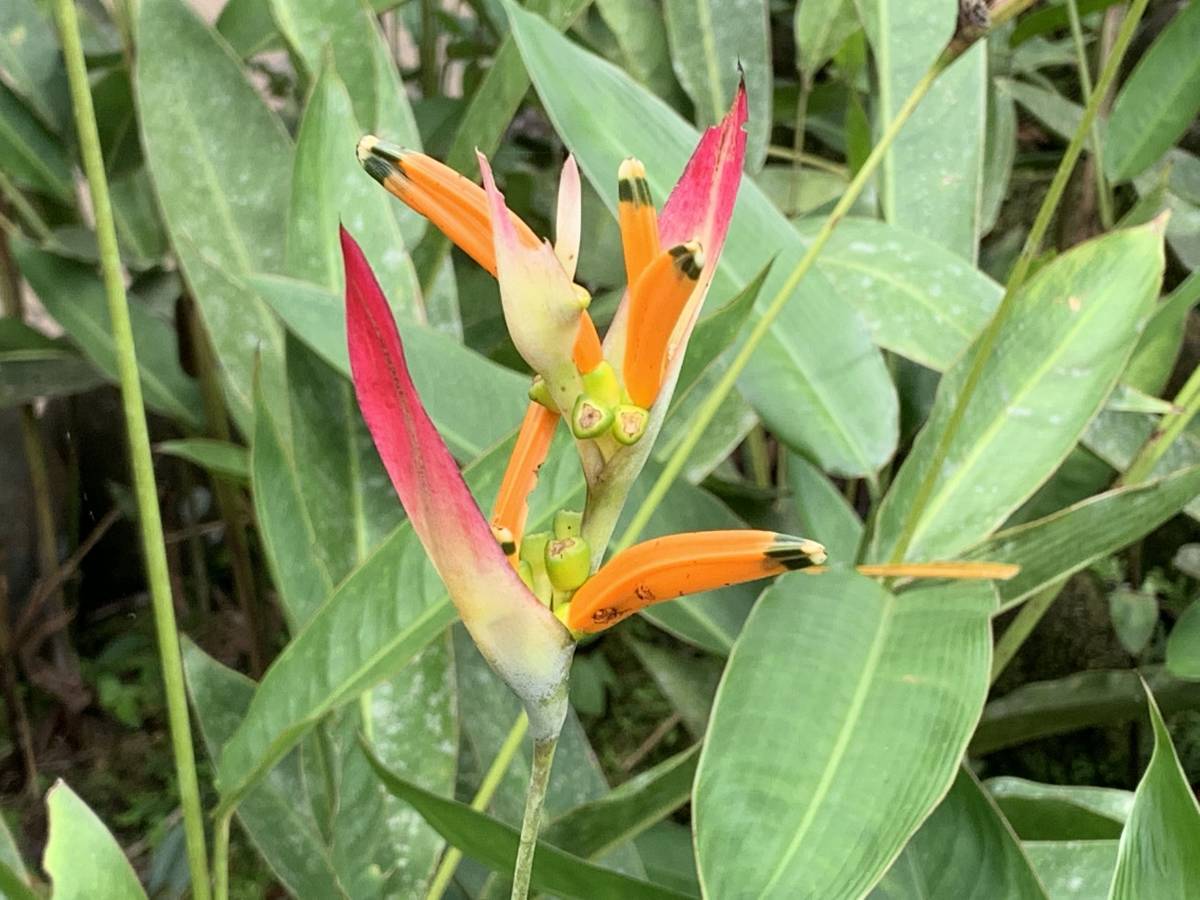 wild flower