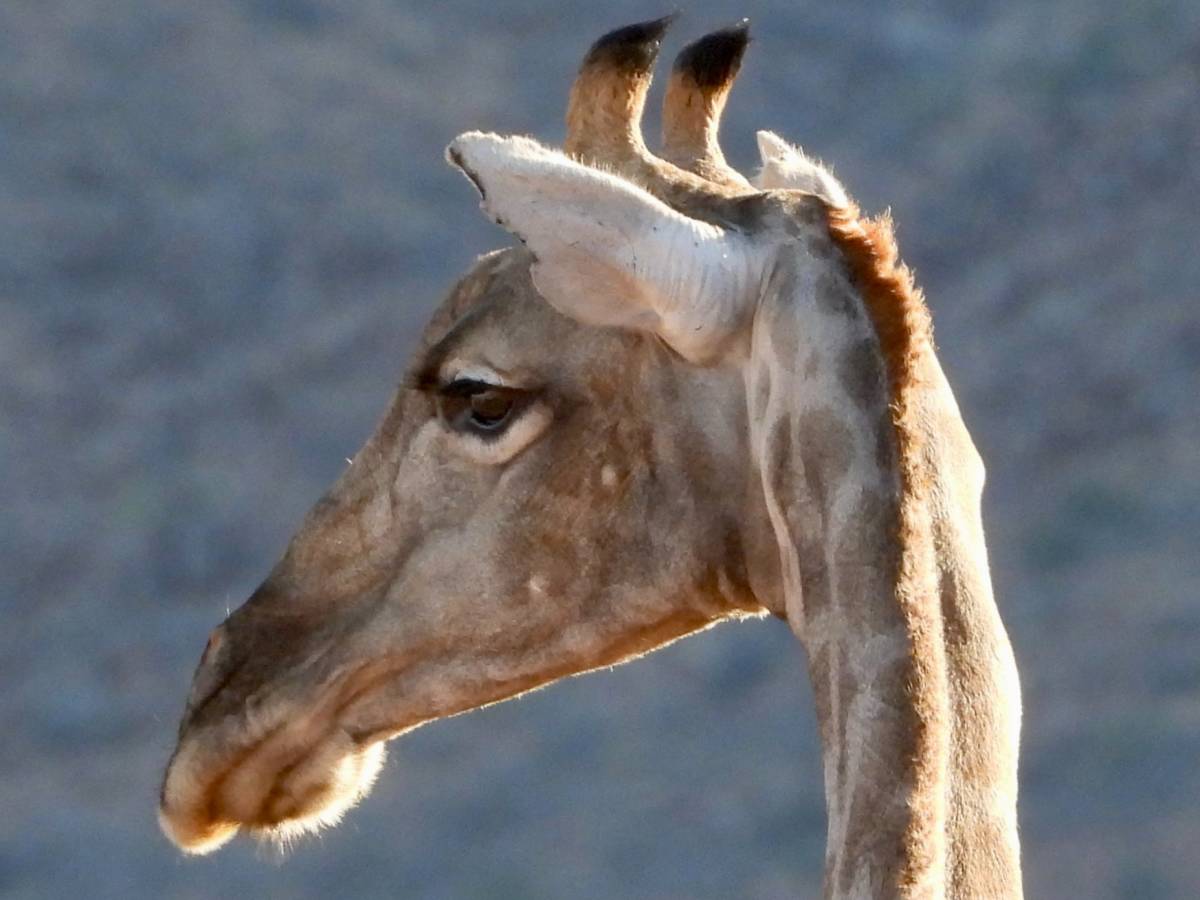 Wild giraffe spotted on a road trip through Namibia