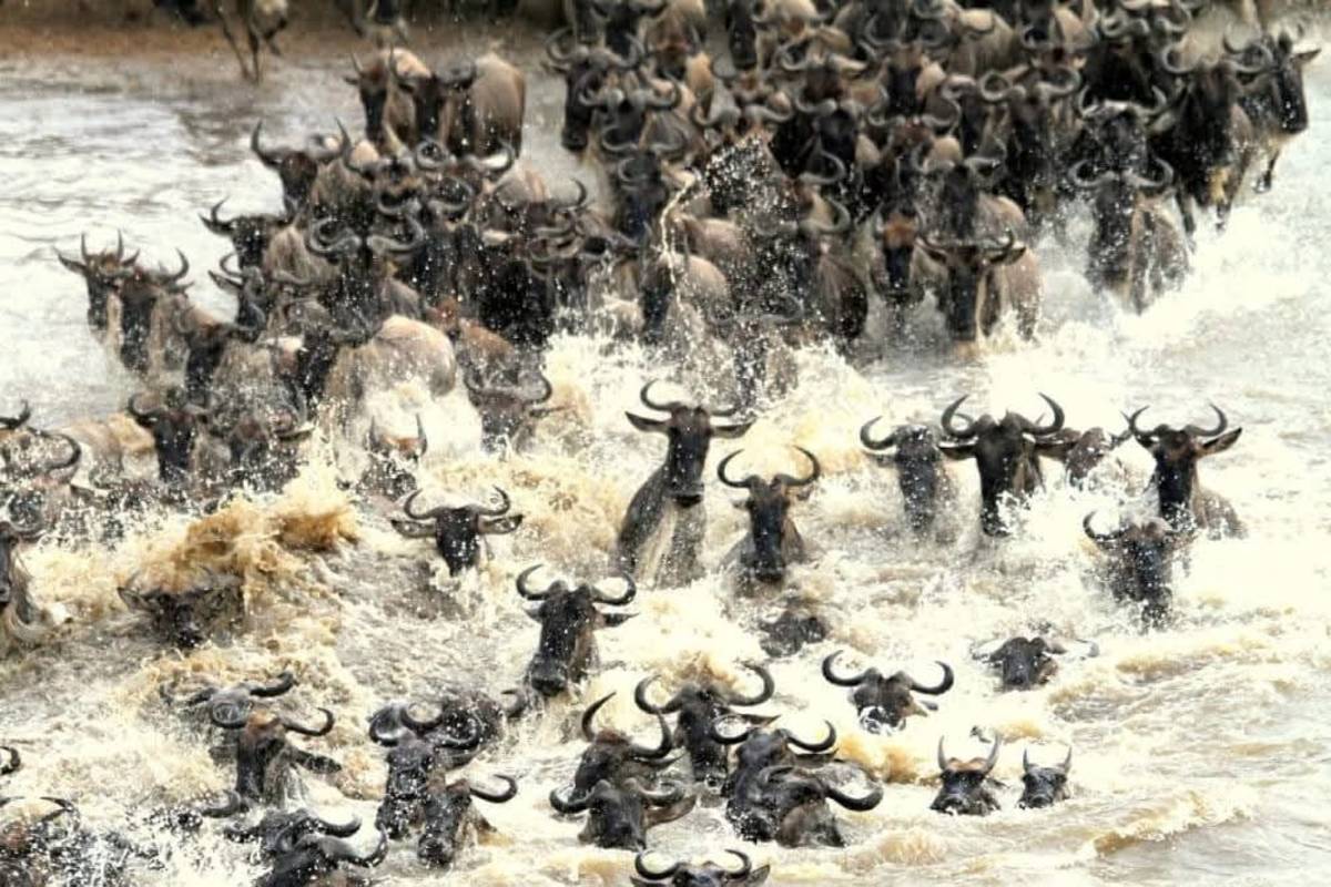 Wildebeest migration at Masai Mara