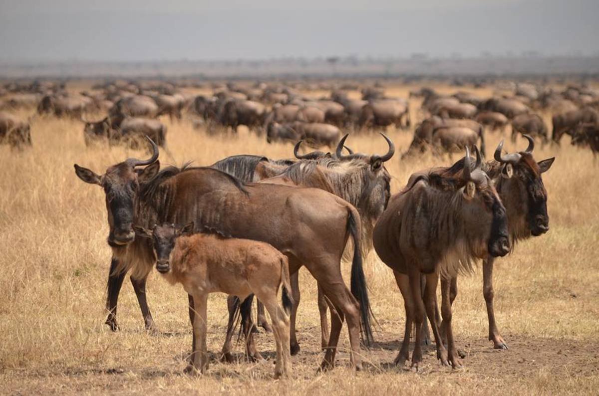 Wildebeest migration at Serengeti