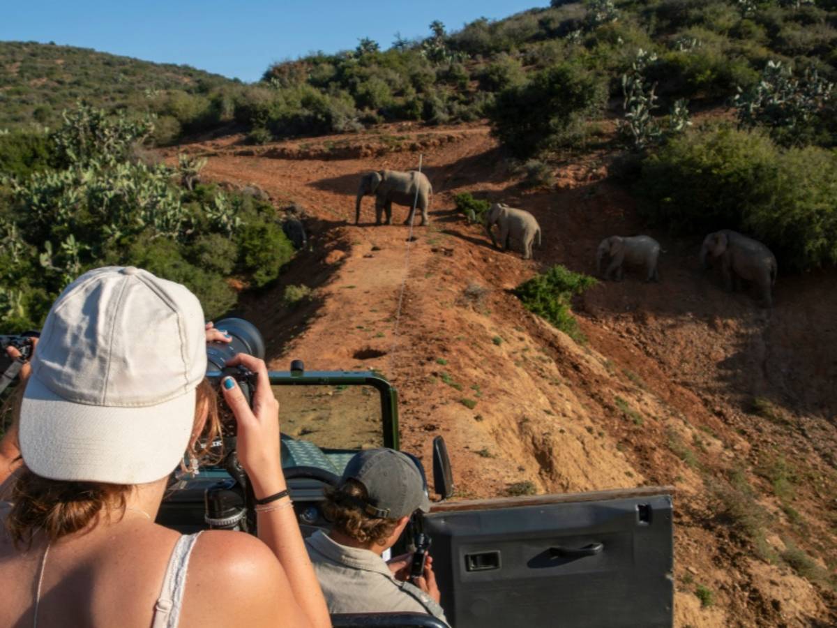 Wildlife Photography Career Internship, South Africa