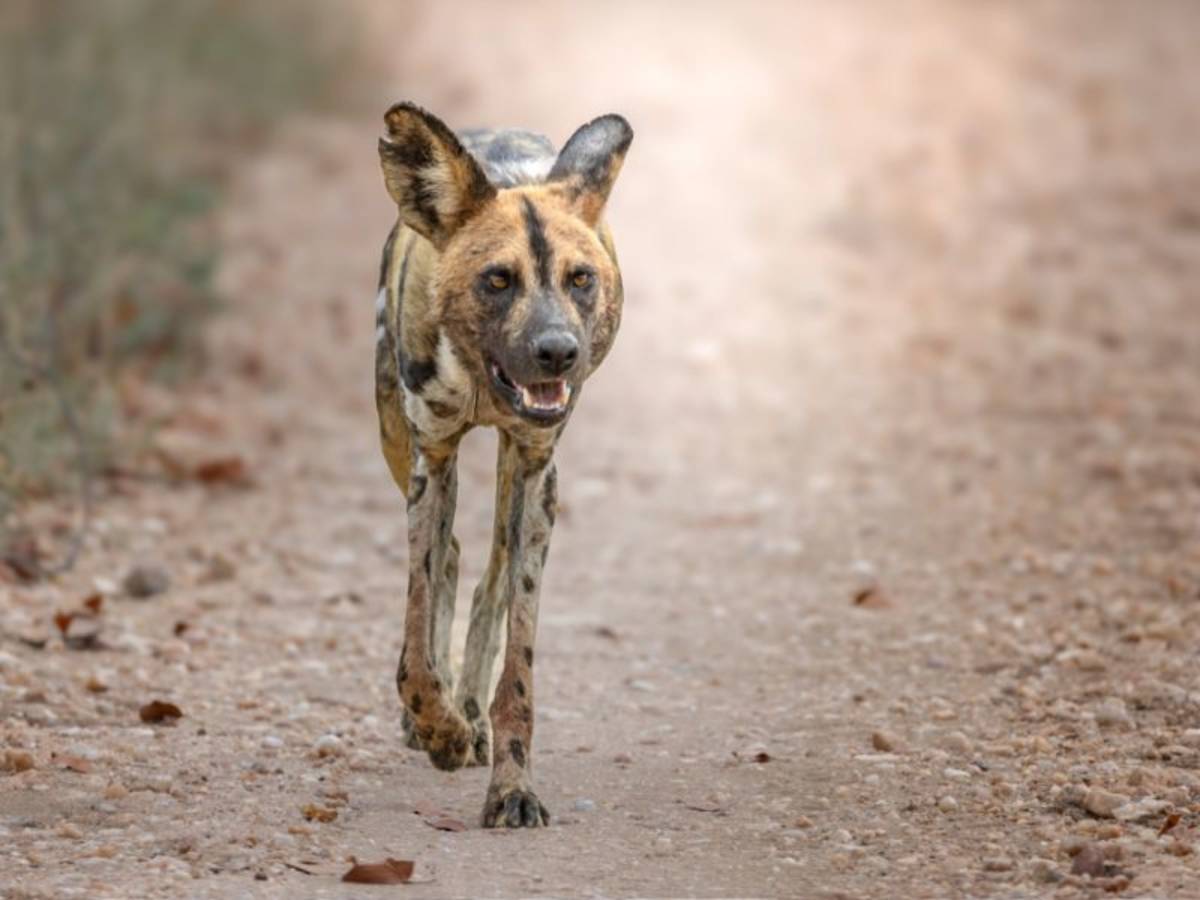 Wildlife Photography Volunteer