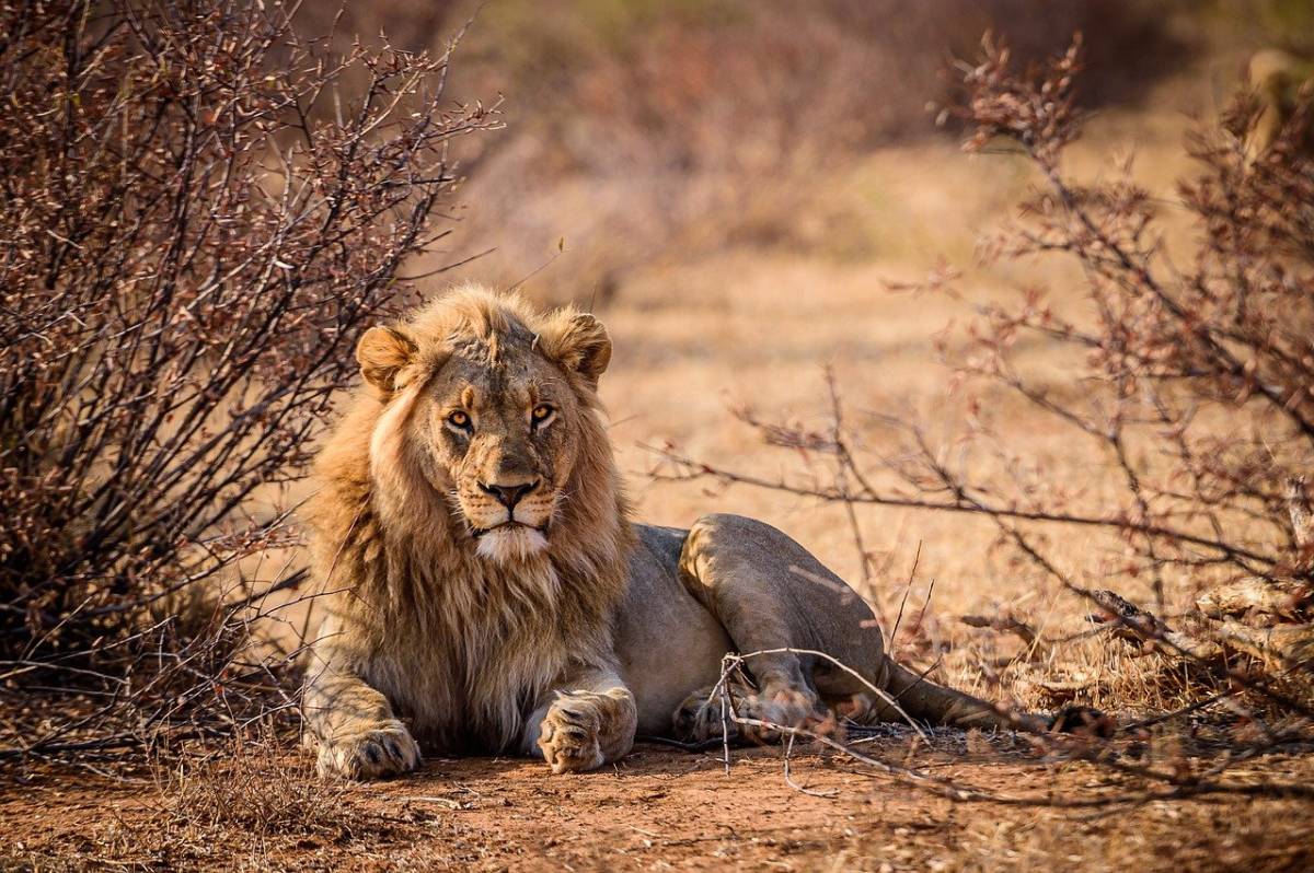 wildlife research internship