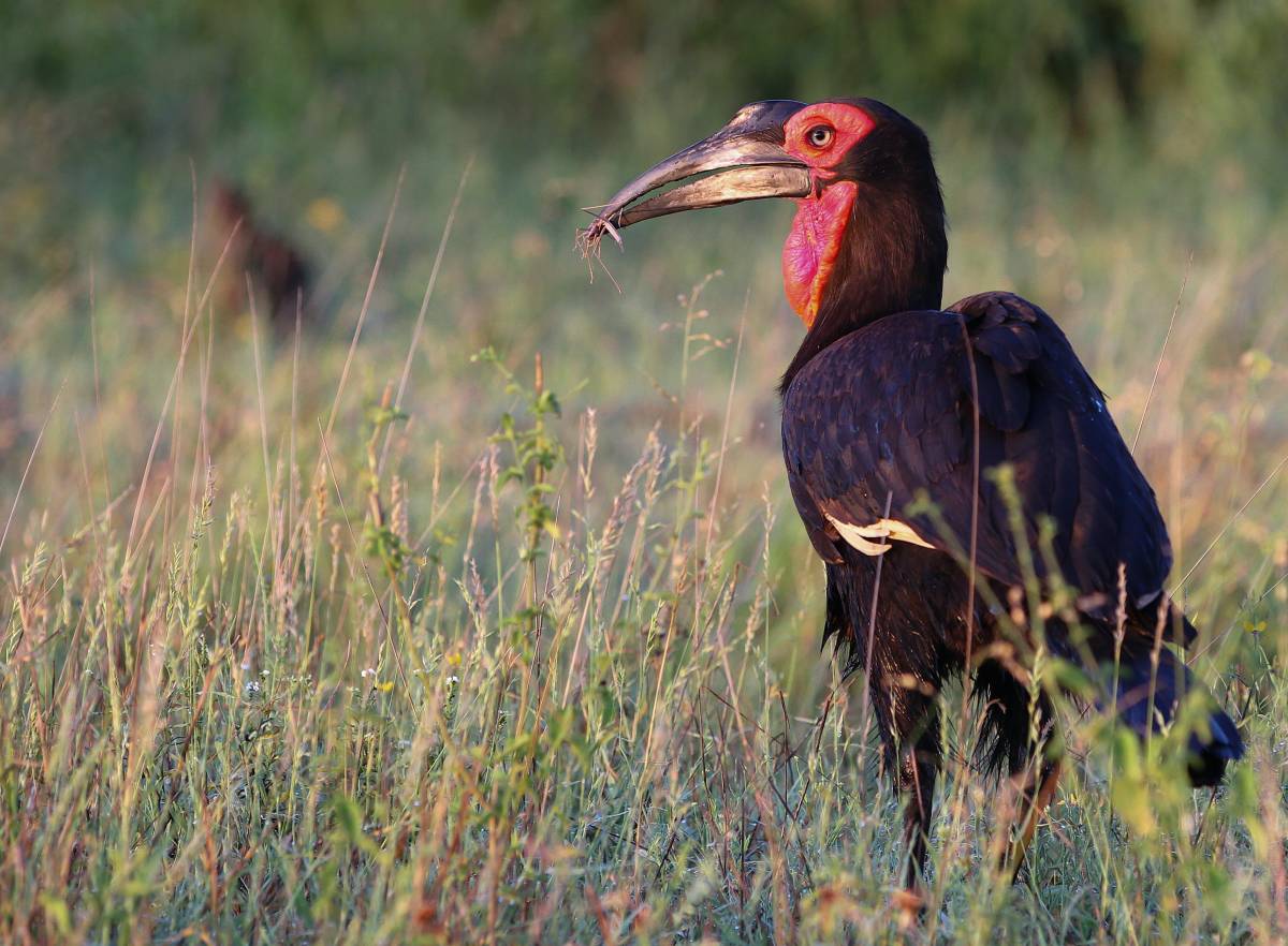 wildlife research internship