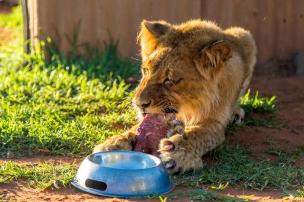 wildlife volunteering