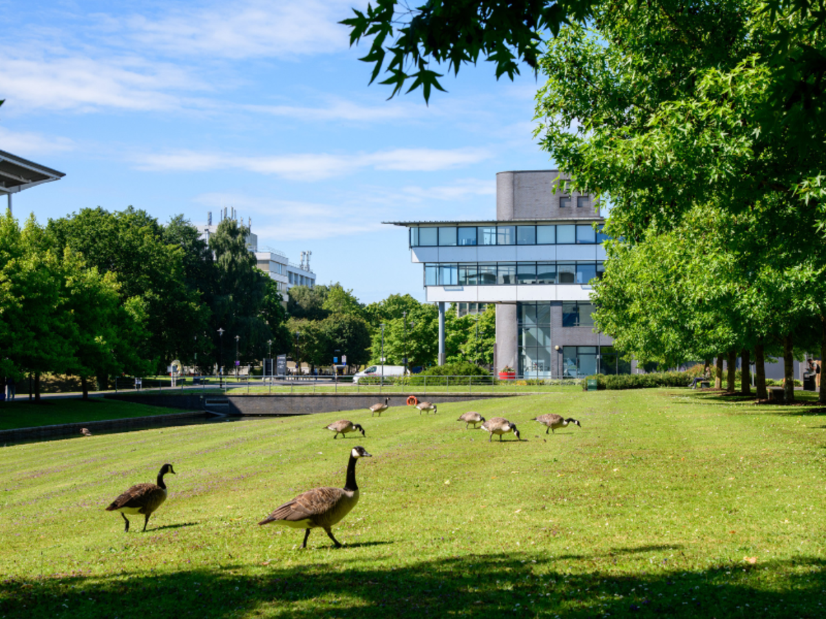 WMG building and wildlife on campus - Geese by the lake