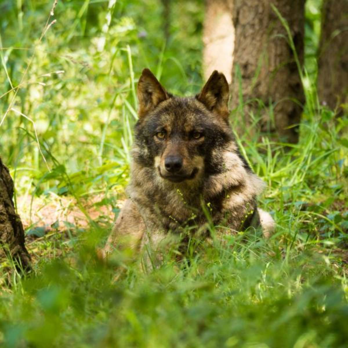 Wolf Conservation in Portugal