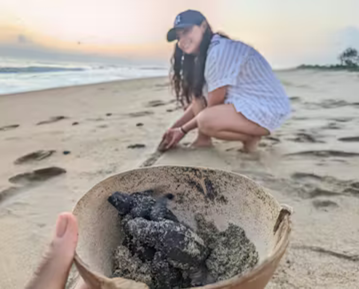 Woman Assisting Hatchlings