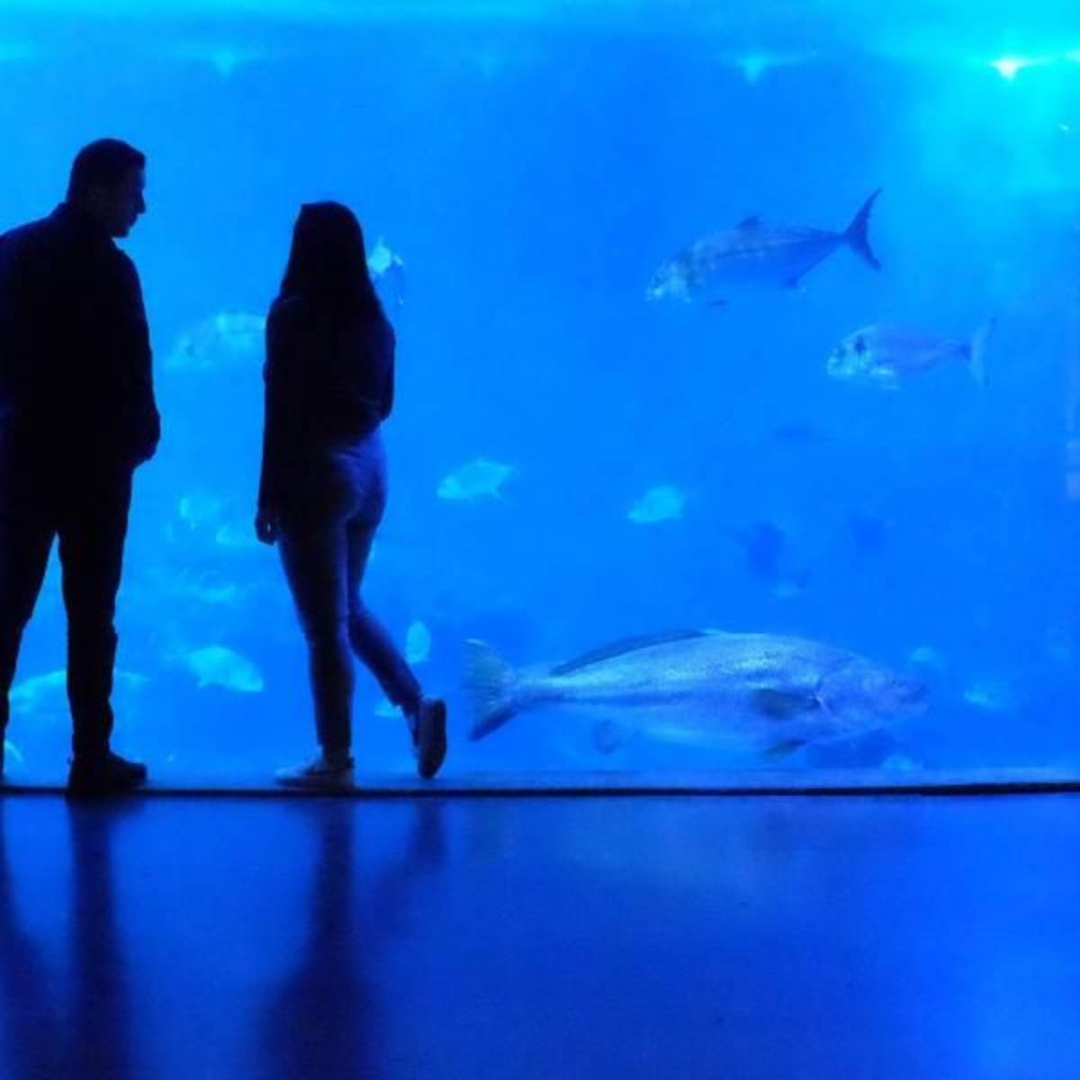 Aquarium Internship