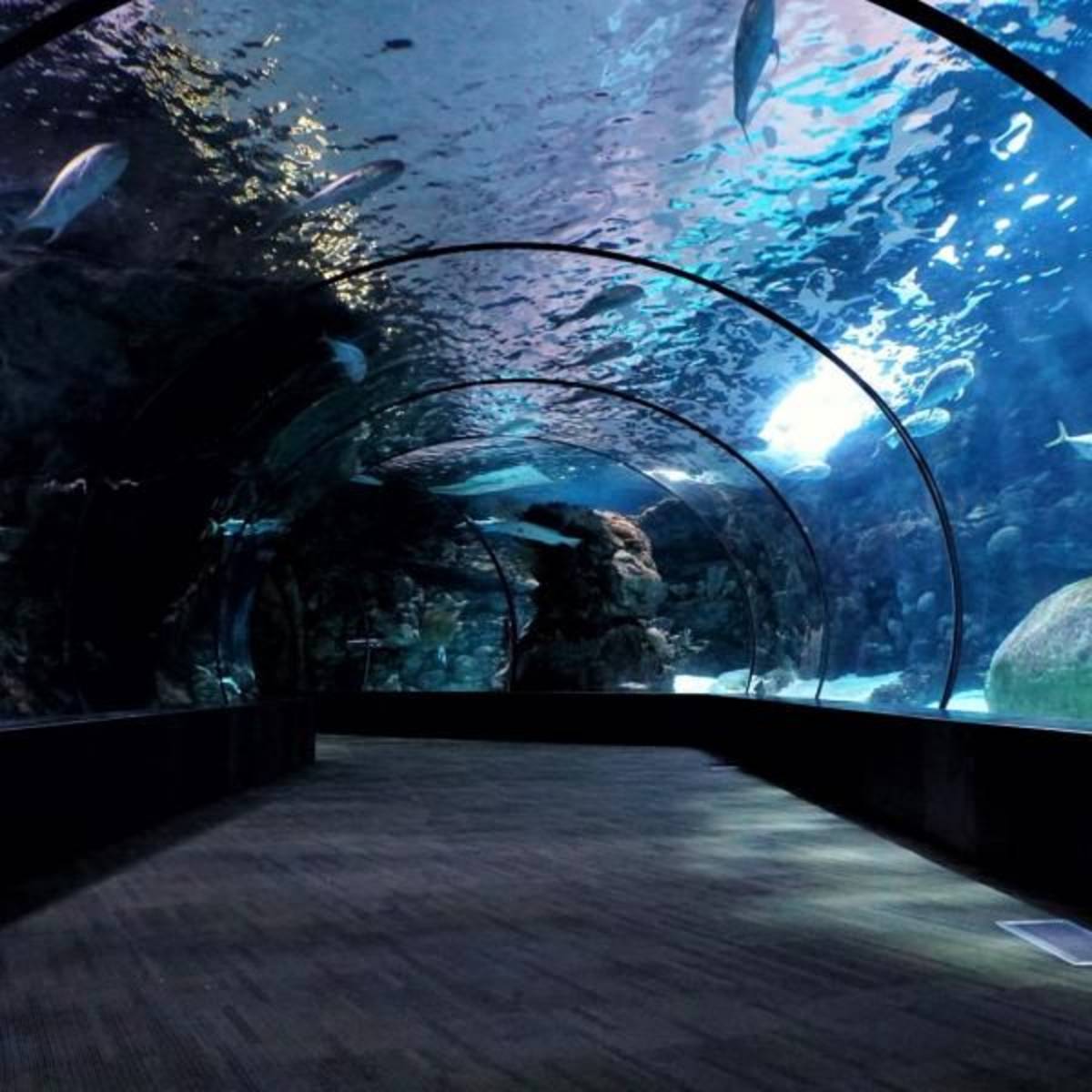 Aquarium Internship
