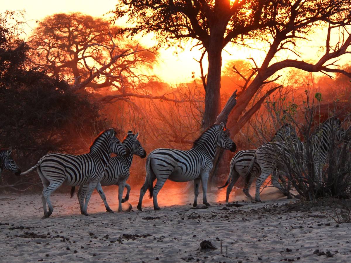Zebras walking off into the sunset