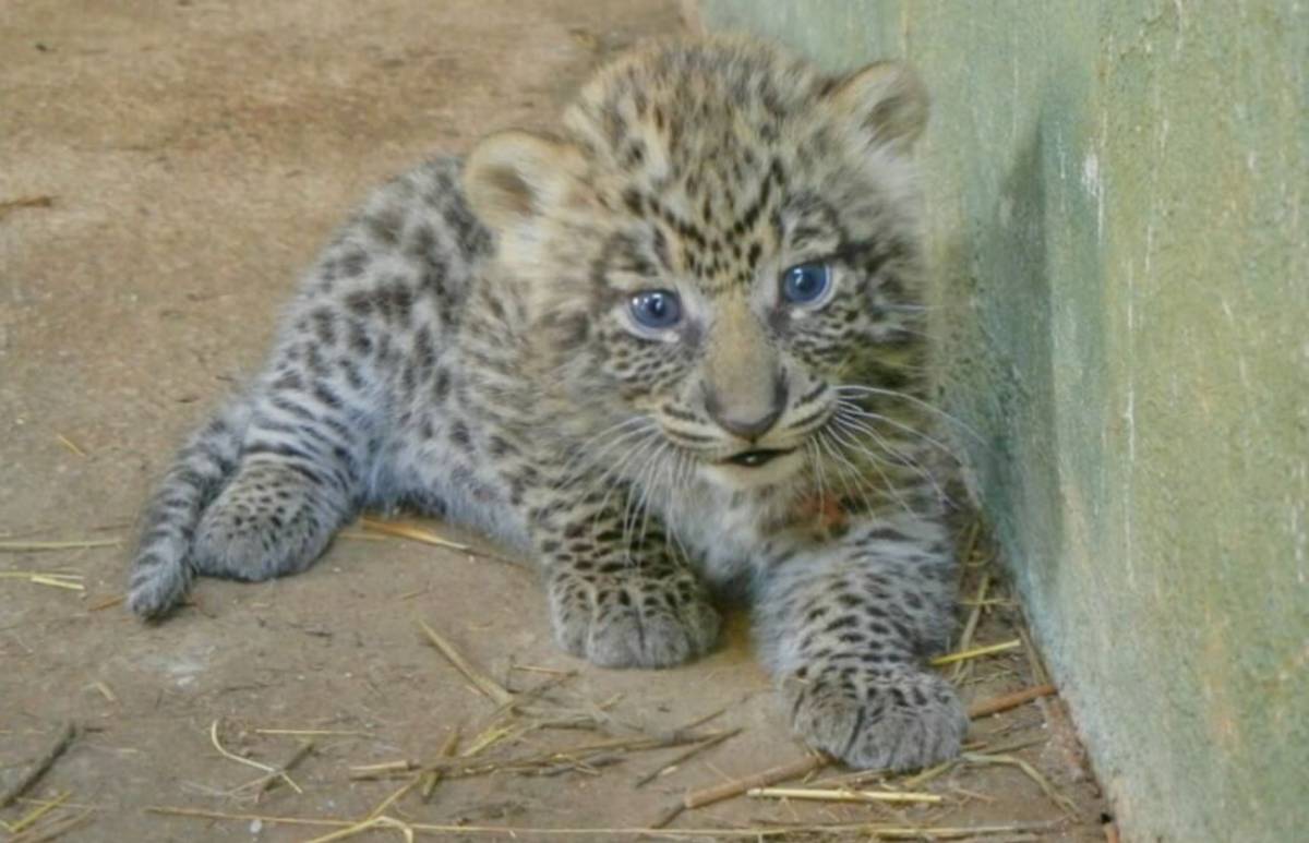 Zimbabwe - African Wildlife Orphanage