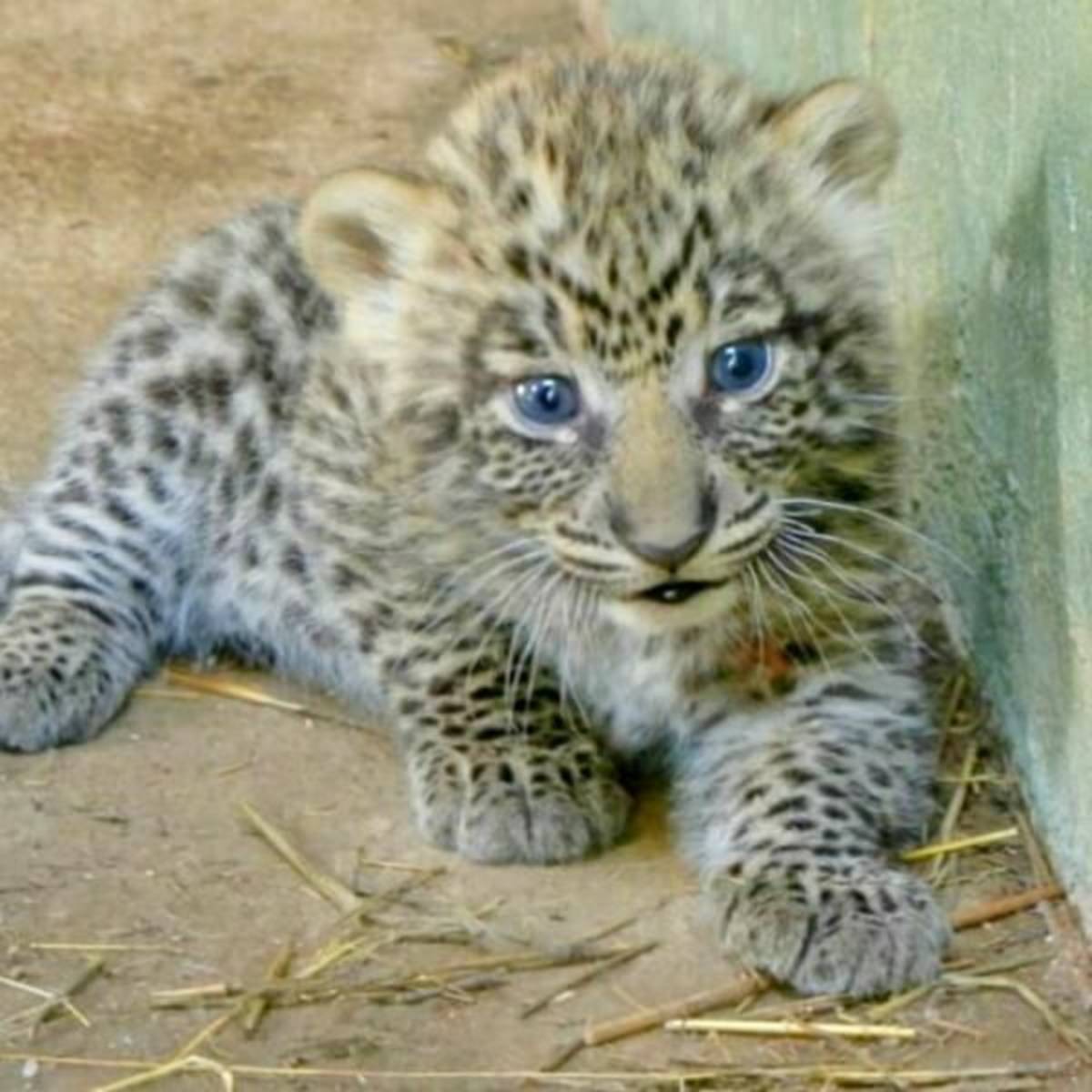 GoEco Zimbabwe - African Wildlife Orphanage