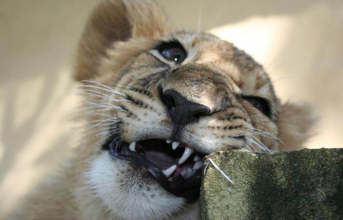 Zimbabwe - African Wildlife Orphanage