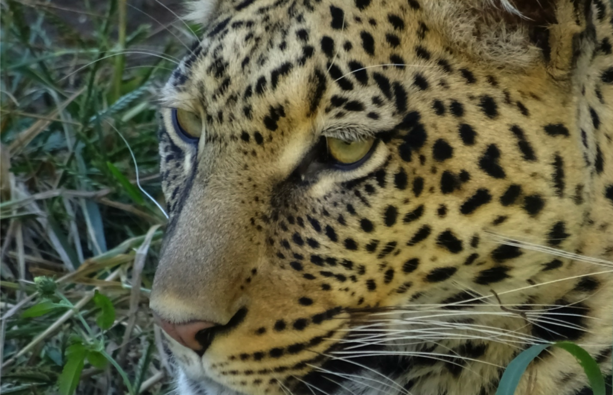 Zimbabwe - African Wildlife Orphanage