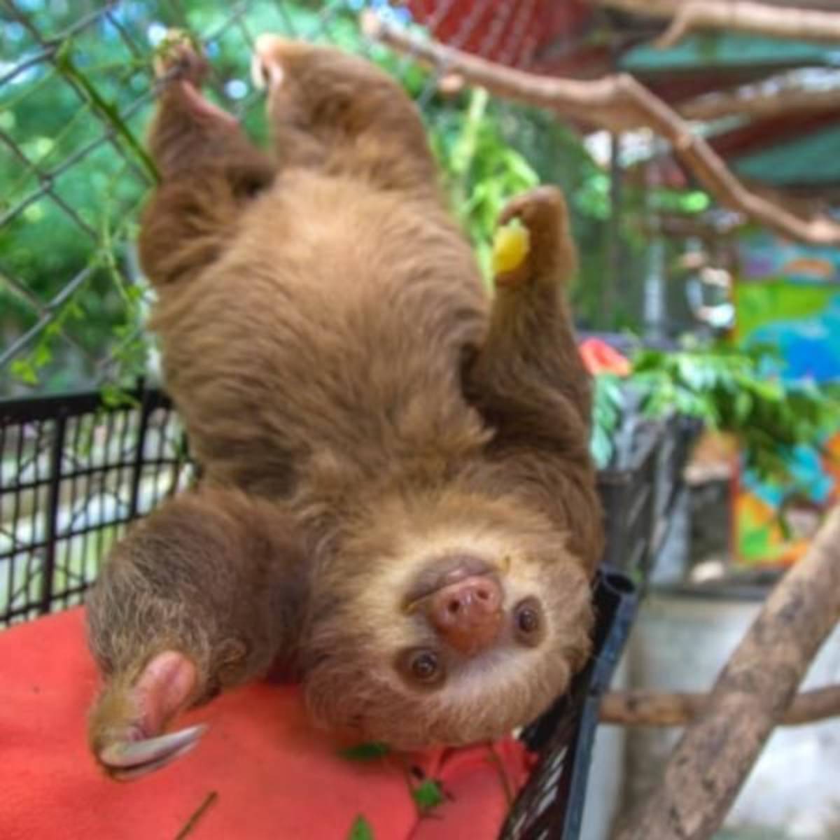 Sloth at Costa Rica Animal Rescue Sanctuary GoEco