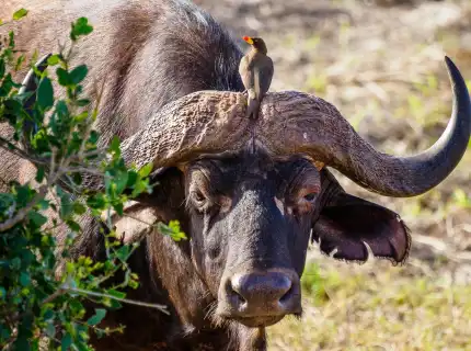 Astute Africa Safaris