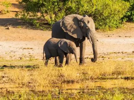 Study Abroad in South Africa (Stellenbosch University)