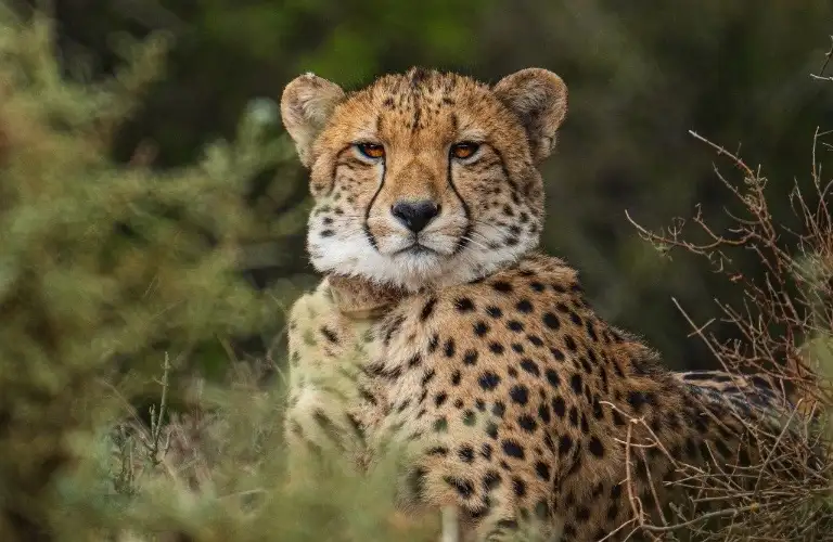 cheetah