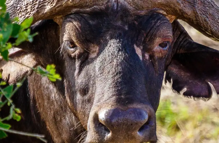 Astute Africa Safaris